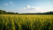 © AImmersive Imagery - Grass field backdrop, suitable for editorial layouts, seasonal change