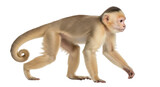 Isolated Cebus monkey walking slowly, a charming primate with light brown fur looking around