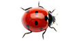 © Isolde - Isolated ladybug close up with vibrant red and black pattern in beautiful macro detail