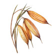 © sabart - A beautiful painting of rye grains, Simple Illustration, watercolor style, minimal yet artistic elements for creative designs. EPS format, isolated on transparent background, hand-drawn paint