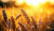 © Tuni - Golden wheat fields bathed in the warm glow of a setting sun, highlighting the texture and ripeness of the grain.