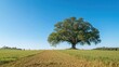 © vxnaghiyev - Solitary oak tree in a lush plowed farm field under bright summer sunlight, symbolizing tranquility and nature's beauty