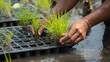 © Plaifah - Person planting young rice seedlings in flooded paddy field, nurturing agriculture and food security with careful cultivation practices during spring season