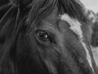 ©  Altairidar - Monochrome horse - Eyes on the camera