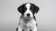 © TheWaterMeloonProjec - Portrait of a black and white puppy sitting, appealing animal gaze, focus on cuteness and youthfulness