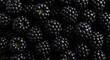 © tpadobestock - A close-up of deeply purple-black ripe blackberries glistening with natural sugars, perfectly showcasing their plump texture and sweet appeal, fruit, close-up, delicious