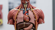 © Regile - Human Anatomy Model Showing Torso Organs for Education