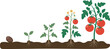 © Hasem Creative - Tomato plant life cycle, seed to fruit, educational growth chart, gardening stages, biology diagram, farming process, botany infographic, soil development