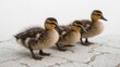 © Borasca - Adorable baby ducklings walking together on pavement, fluffy yellow and brown chicks in line, closeup animal group outdoors