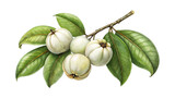 Watercolor illustration of Garcinia mangostana, mangosteen fruit with leaves on branch
