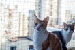 © branislav - Two lovely cats - one ginger and the other half-tabby - resting on a balcony with a protective net
