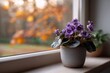 © Jam - Purple African violet pot windowsill indoor plant. For home, decoration, plant, flower, indoor, nature, lifestyle, window content.