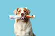 © Pixel-Shot - Cute Australian Shepherd dog with newspaper on blue background