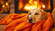 © Helena - Dog resting on orange blanket by the fireplace in a cozy home