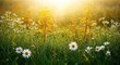© Selene Studio - Golden Sunrise Over Dewy Chamomile Field, Dew drops, Morning, Daisy