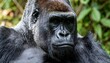 © bima - Portrait of a Majestic Gorilla in a Lush Green Forest.