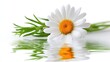 © Irina B - Beautiful daisy flower reflected in calm water on white background for nature and design concepts