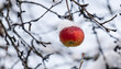 © molakaliva - A rosy red apple from a fairytale covered in winter snow