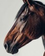 © Dani - Close-Up of Horse Head with Soft Lighting.Detailed close-up of a horse's head in profile, captured with soft natural light against a neutral background. Emphasizes texture, expression, and grace.