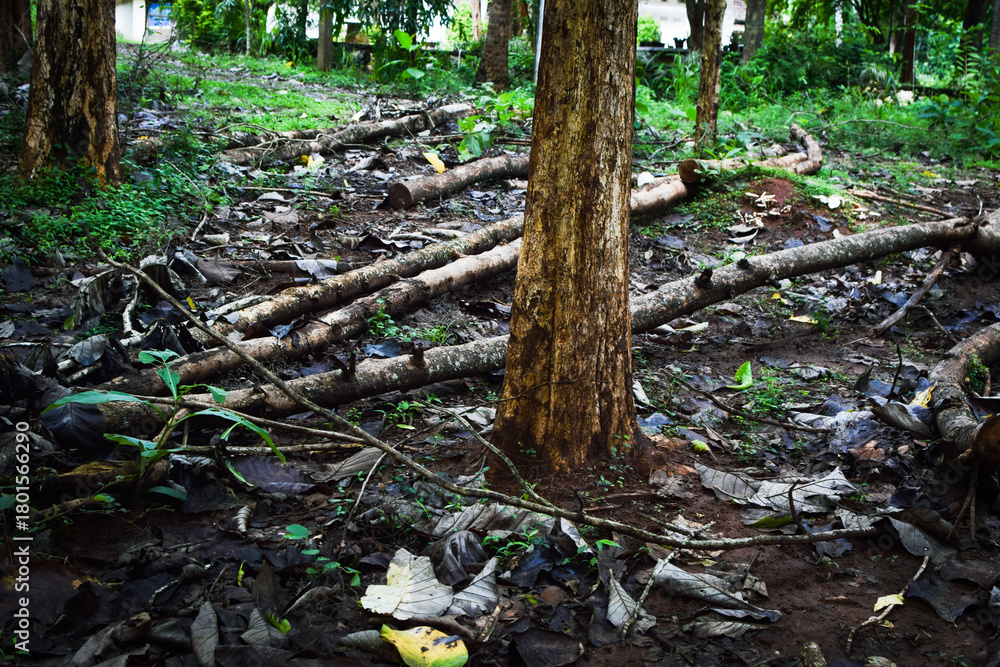 Treee Being Cut Massive Trees Being Cut Down – Shocking Look at Deforestation and ...