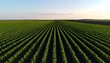 © Kalong - Aerial view of rows of crops in a field stretching to the horizon under a blue sky with wispy clouds