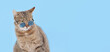 © Mariia - Stylish tabby cat in round blue sunglasses on clean blue background with empty space for text. Minimalistic horizontal banner for marketing, ads, web design and creative concepts.
