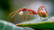 © Arif - A red ant with its mouth open, standing on the edge of a green leaf