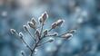 © Lucy - contender. Dormant tree buds covered in delicate frost crystals. gardening catalogs, home-decor guides, designed for home decor and floral branding and gardening and botanical catalogs.