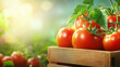 © kampolsuk - Ripe tomato tomato plant wooden crate organic farming harvest red fruit green leaf garden morning dew drop fresh produce