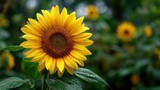 Bright yellow sunflower blooms in a Summer garden, with vibrant details, and contrasting colors with lush green leaves