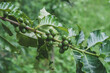 © pixy_nook - Coffee cherries , coffee beans ripening on coffee tree