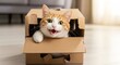 © DEANNOVA - Cat in a Box with Playful Expression