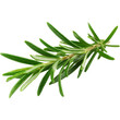 © Farida - Fresh rosemary sprig close up for culinary herb ingredient and aromatic plant for cooking and seasoning