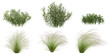 © Saifstock - Collection of Sarcococca plant,Stipa grass isolated on white background