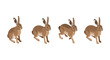 © LOBSTER LARRY - Isometric brown hare sequence in motion on white background