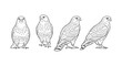 © LOBSTER LARRY - Birds of prey in detailed linear art - four falcon perspectives