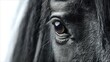 © Yuliia - Close-up of black horse eye and mane showing detail and texture, creating dramatic contrast against blurred background for equestrian and animal photography.