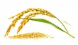 © VisualCrafter - Rice spike with scattered grains and green leaf