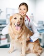© BillionPhotos.com - Smiling young veterinarian holds a dog in clinic