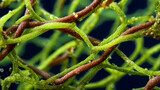 Intertwined strands of green and brown algae in macro photography, organic textures of marine plants