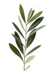 © Shakil - Olive branch with green leaves isolated on a transparent background