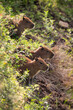 © Cavan Images - Beautiful view to three capybara babies in the Pantanal