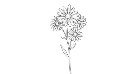  Delicate daisy flower arrangement on a white background.