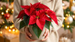 © Lisa - A person gently holds a vibrant red poinsettia in a simple pot against a warm, festive background with glowing Christmas lights, creating a cozy seasonal atmosphere