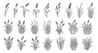 © DFX - Hand drawn set of various wheat and rye plants.