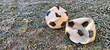 © Valentina - Two old deflated soccer balls on frosty grass in the cold winter morning. Abandoned footballs on a frozen field representing the end of a season