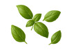 © Krtola  - Fresh green basil leaves ideal for culinary purposes or promoting healthy eating, against a clear background