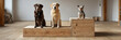 © serz72 - Two Labradors and a small terrier play on ramps inside a dog training facility, enhancing their agility and mobility through exercise and interaction in a bright, spacious environment, banner
