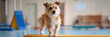 © serz72 - A small terrier stands confidently on a raised platform surrounded by agility obstacles in a bright training hall, enjoying a fitness session focused on balance and coordination, banner