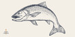 © foxysgraphic - Salmon fish, seafood, sketch. Vintage retro print, seafood salmon fish sketch, sea life, ink pencil style drawing engrave old school sketch, hand drawn. Sketch artwork salmon fish. Vector Illustration